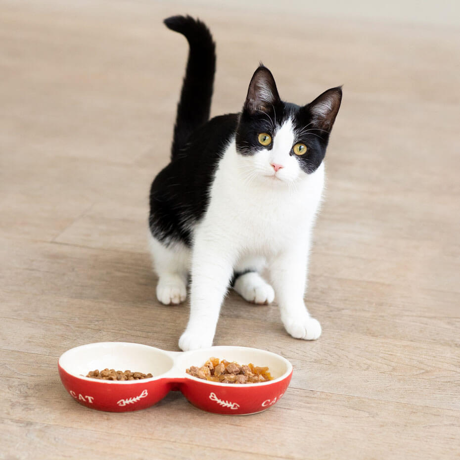 How to make your kitten eat dry food hotsell